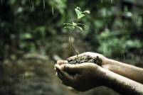 zwei Hände halten eine Handvoll Erde mit einer grünen Pflanze, leichter Regen